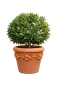 Preview: Vaso Robbiano – Vase en terre cuite d’Impruneta avec décor de branche fruitée