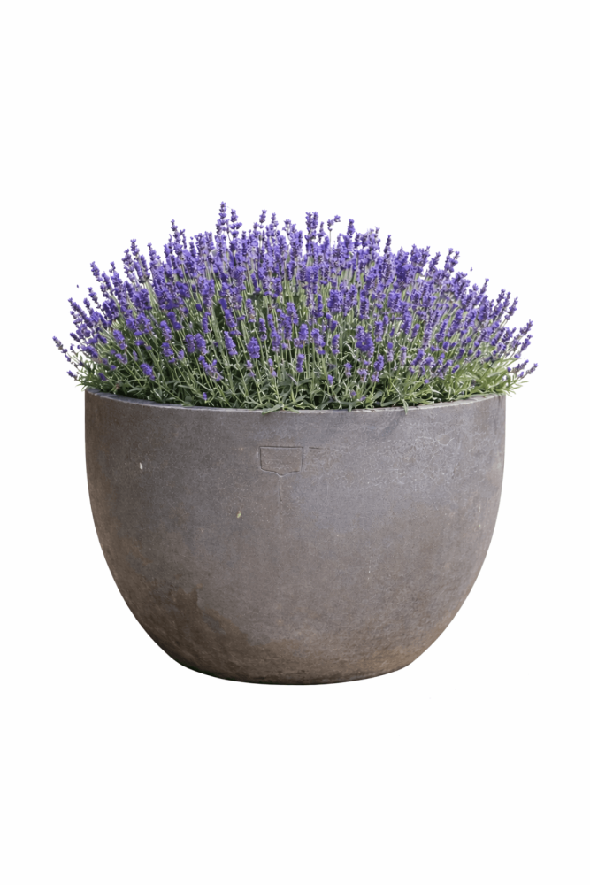 Pot en terracotta gris rond et moderne d’Impruneta