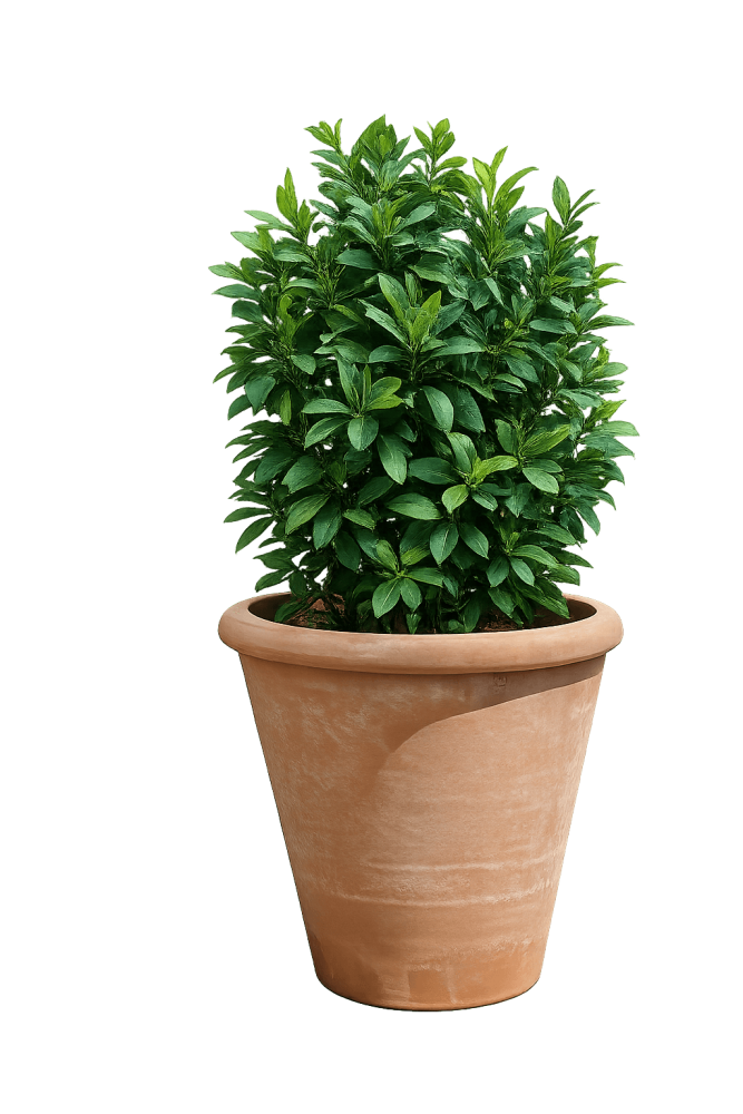 Pot en terre cuite Impruneta classique et rond - Vase Camelia