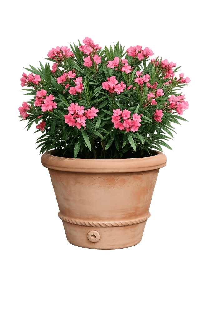 Pot de fleurs rond classique en terre cuite d’Impruneta