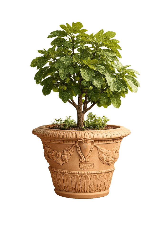 Pot en terre cuite Impruneta décoré 47 × 44 cm – jardinière artisanale résistante au gel