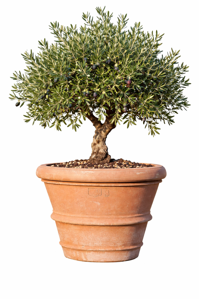 Pot en terre cuite Médicis de la Renaissance